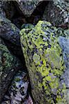 Close-up of Lichen Covered Rocks along Lake McArthur Trail, Yoho National Park, British Columbia, Canada