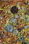 Close-Up of Lichen Covered Rocks, Lake McArthur Trail, Yoho National Park, British Columbia, Canada