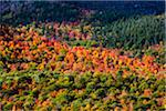 Aerial View of Forest in Autumn, Whiteface Mountain, Wilmington, Essex County, New York State, USA