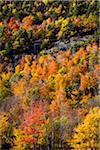 Detail of Mountainside Forest in Autumn, High Falls Gorge, Wilmington, Essex County, New York State, USA