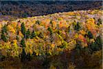 Overview of Forest in Autumn, Smugglers Notch, Lamoille County, Vermont, USA