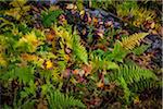 Ferns and Fallen Tree on Forest Floor