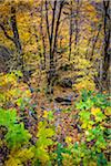 Forest Floor and Trees in Autumn, Smugglers Notch, Lamoille County, Vermont, USA