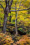 Trees and Boulder in Autumn Forest, Smugglers Notch, Lamoille County, Vermont, USA