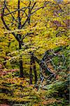 Tree Growing Sideways in Autumn , Smugglers Notch, Lamoille County, Vermont, USA
