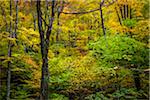 Bare Tree Amongst Forest Foliage in Autumn, Smugglers Notch, Lamoille County, Vermont, USA