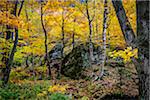 Boulders in Forest in Autumn, Smugglers Notch, Lamoille County, Vermont, USA