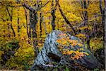 Boulder in Forest in Autumn, Smugglers Notch, Lamoille County, Vermont, USA