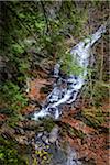 Waterfall and Evergreen Trees, Moss Glen Falls Natural Area, C.C. Putnam State Forest, Lamoille County, Vermont, USA