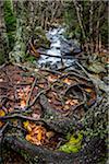 River and Tree Roots, Moss Glen Falls Natural Area, C.C. Putnam State Forest, Lamoille County, Vermont, USA