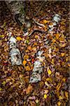 Fallen Birch Tree Logs with Autumn Leaves on Forest Floor