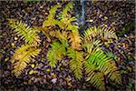 Ferns Amongst Fallen Autumn Leaves on Forest Floor