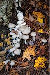 Close-Up of Mushroom Fungi Growing at Base of Tree in Autumn