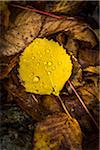 Close-Up of Yellow Autumn Leaf with Water Droplets Amongst Brown Decomposing Leaves