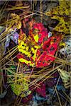 Close-Up of Decomposing Leaf on Ground in Autumn