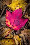 Close-Up of Red Maple Leaf on Forest Floor Amongst Brown Decomposing Leaves