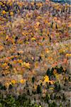 Trees with Autumn Leaves Interspersed with Bare Trees on Mountainside, White Mountain National Forest, White Mountains, New Hampshire, USA