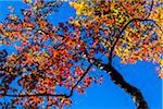 Low Angle View of Deciduous Tree in Autumn Against Blue Sky