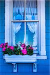 Close-Up of Blue House with Pink Flowers in Window Planter, Wesleyan Grove, Camp Meeting Association Historical Area, Oak Bluffs, Martha's Vineyard, Massachusetts, USA