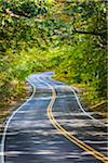 Windy Road Through Forest, Race Point, Cape Cod, Massachusetts, USA