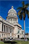 El Capitolio with Palm Tree, Old Havana, Havana, Cuba