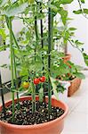 Cherry tomato plant on a balcony