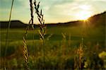 A field against the evening sun, Sweden.