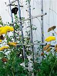 Clinging vine on a trellis, Sweden.