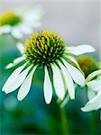 A yellow and white flower, close-up, Sweden.