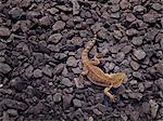 Lizard on gravel, Sweden.