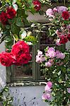 Roses in front of window, Sweden.