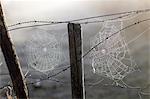 Spider's web on barbed wire, Sweden.