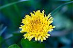 Dandelion, close-up, Sweden.