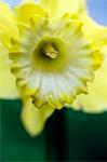 Daffodil, close-up, Sweden.