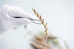 Scientist holding wheat ear with tweezers