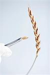 Scientist holding wheat ear with tweezers