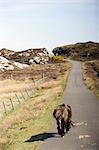 Hackney horse walking on country road