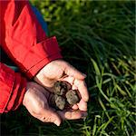 Black truffles on hands