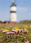 Close-up of pink flowers, lighthouse in background