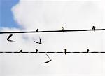 Barn swallows on power line