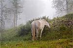 Horse grazing on foggy pasture