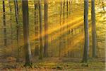 Sunbeams through Beech Forest in Autumn, Spessart, Bavaria, Germany