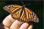 Close-up of Monarch Butterfly on Hand, Ardenwood Regional Preserve, Fremont, California, USA