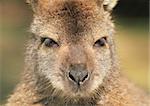 front portrait about a australian kangaroo