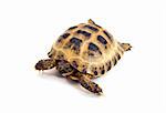 Asian or Russian tortoise on white background