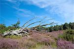 flowering heather and dry old wood