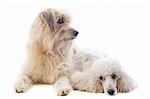 portrait of a pyrenean sheepdog and poodle in front of a white background