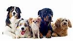 purebred australian shepherd, chihuahua, rottweiler and griffon  in front of white background