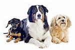 purebred australian shepherd, puppy doberman pinscher and griffon  in front of white background