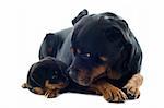 portrait of a purebred puppy rottweiler and adult  in front of white background